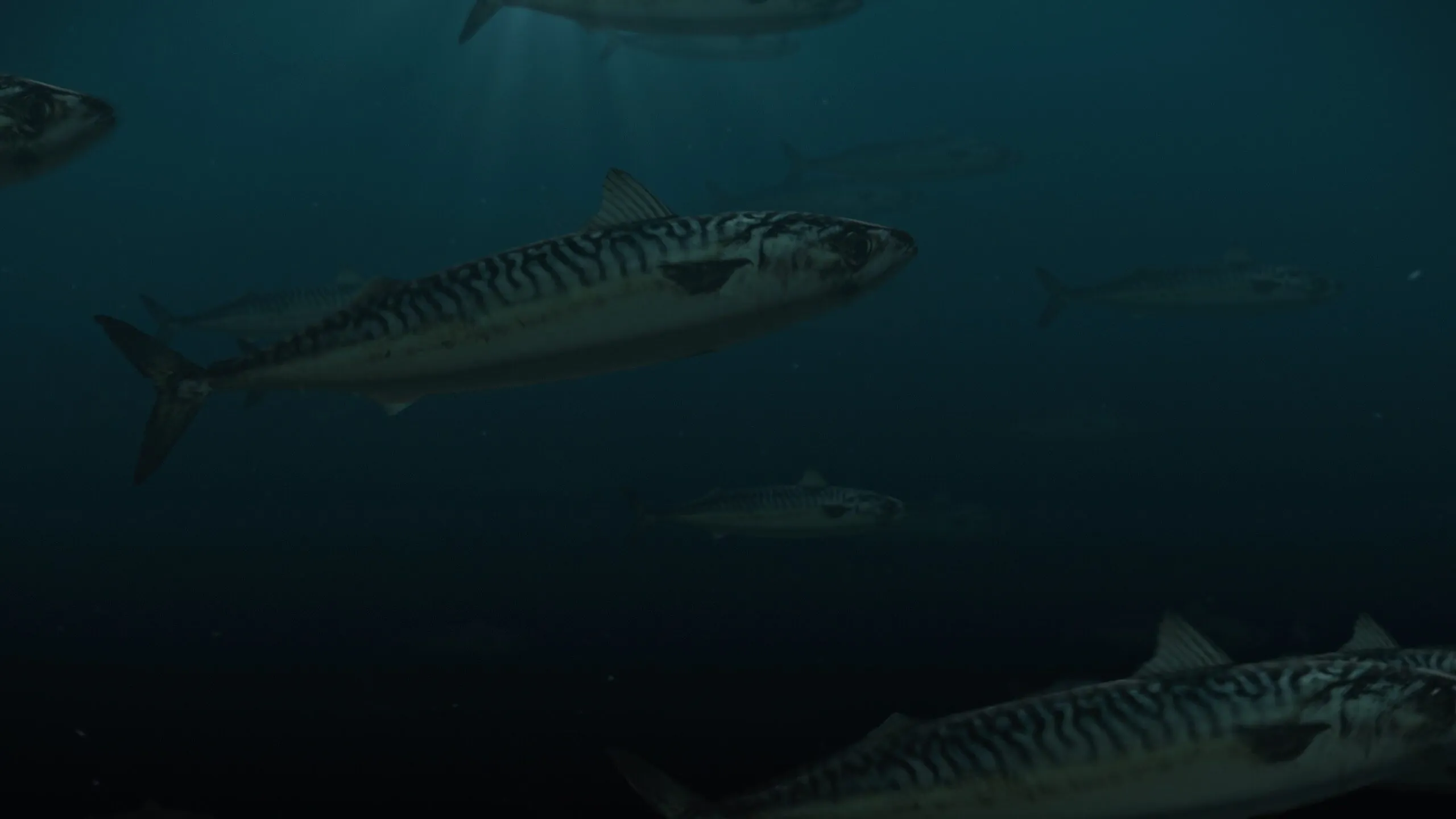 Seaby Fiske Industri - Brandingfilm by Interfilm Productions