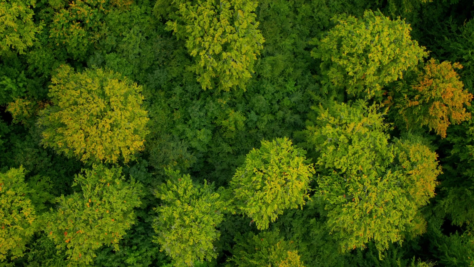 National Geographic Channel - Documentary video by Interfilm Productions