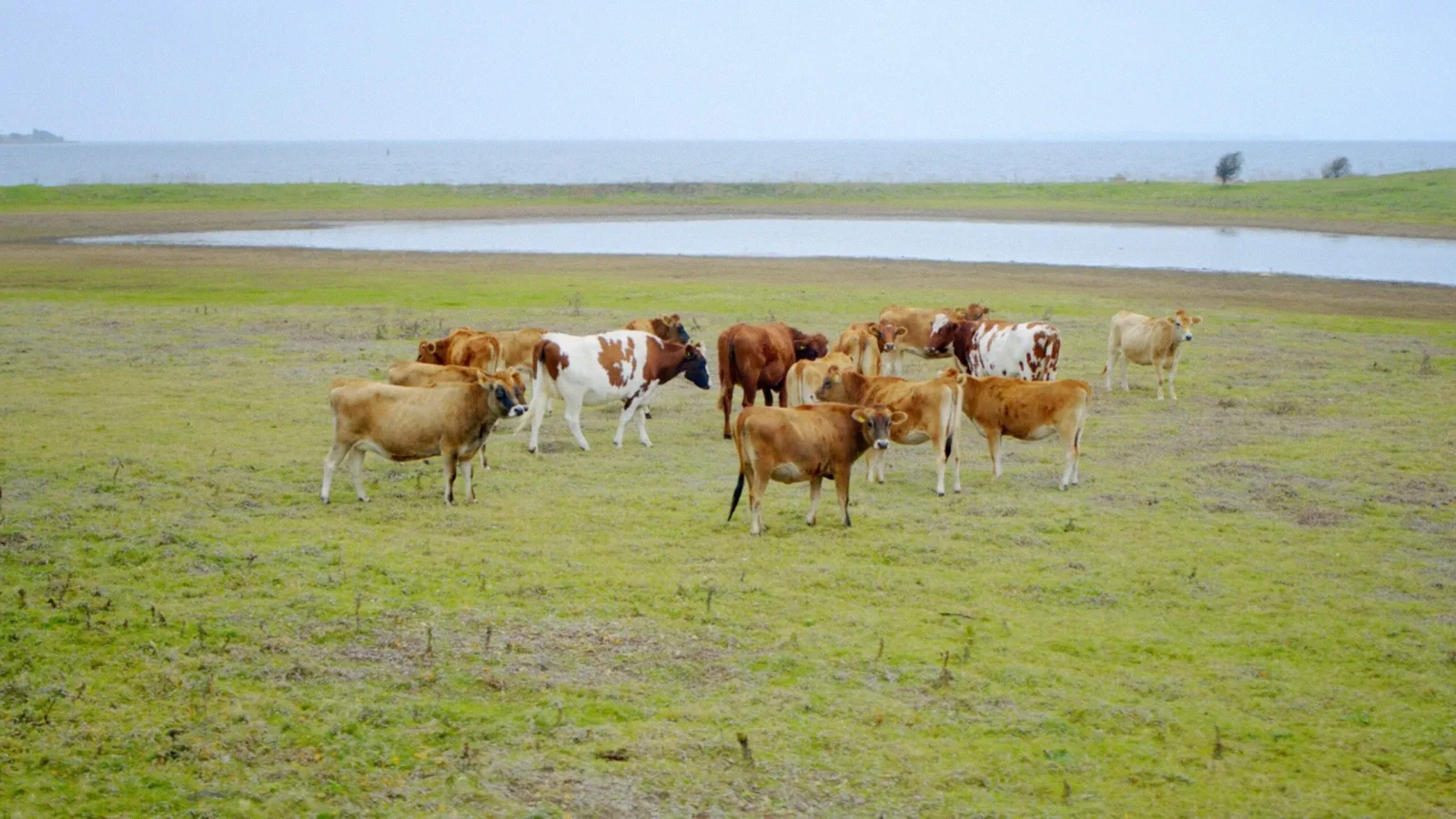 Ærø og Birkholm - National Geographic Channel - photo 2