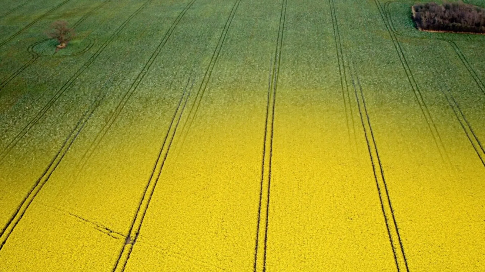 Bornholm Rapsolie - National Geographic Channel - photo 4