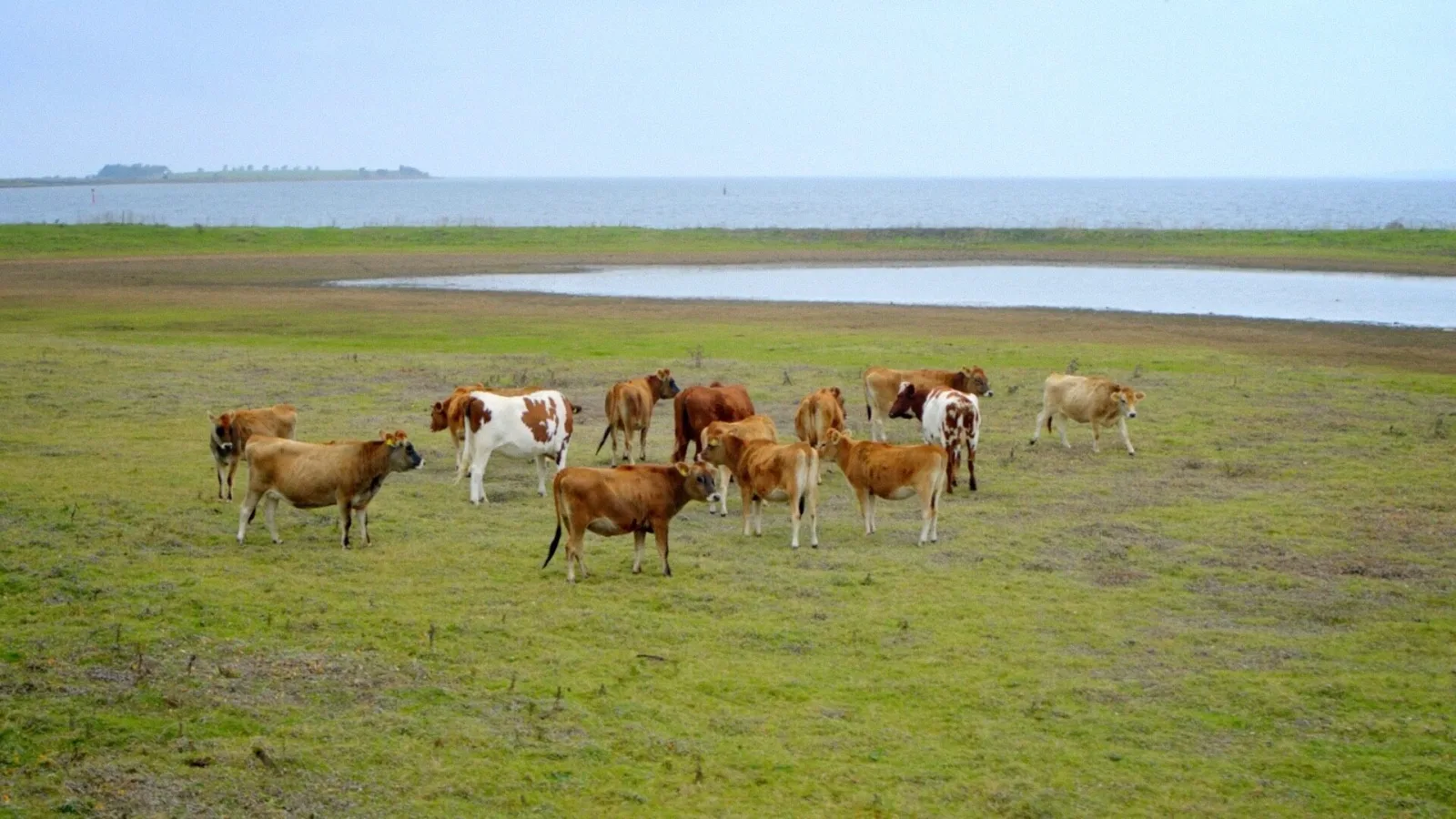 Ærø og Birkholm - National Geographic Channel - photo 4