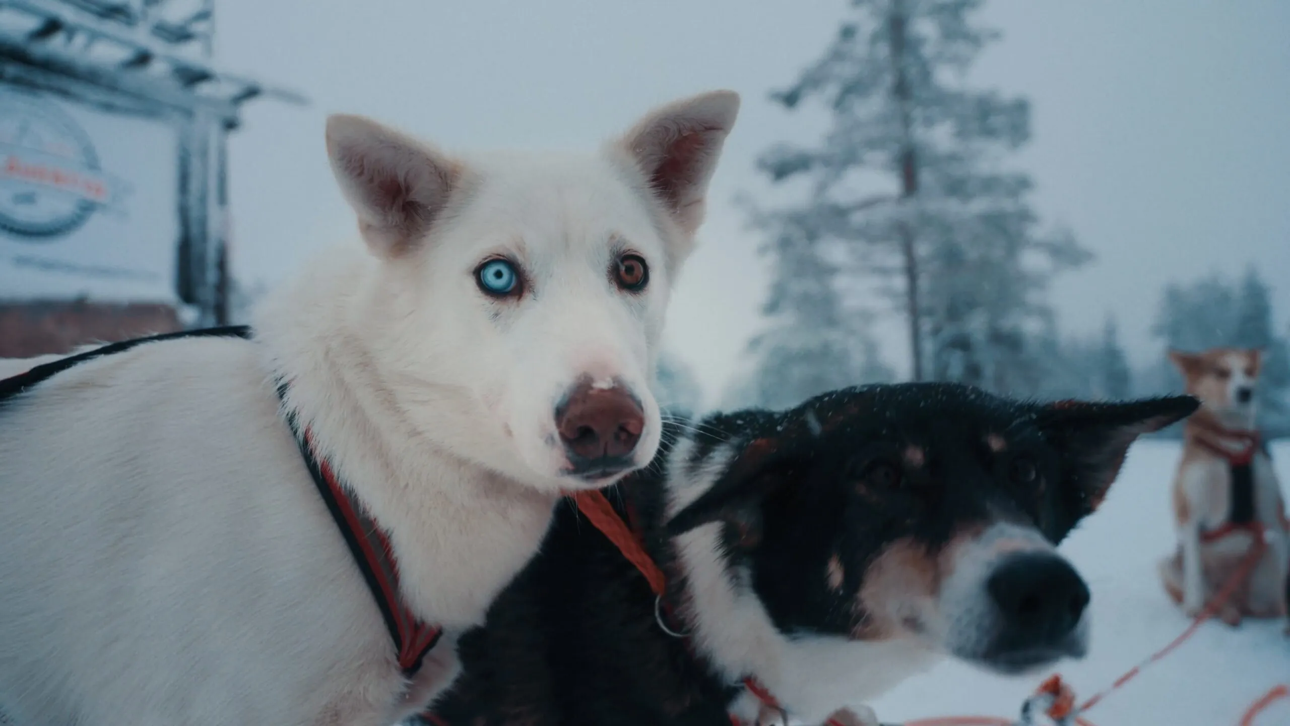 Når verden vælter - photo 4